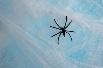 Halloween background concept. Black spider on cobweb and blue backdrop.