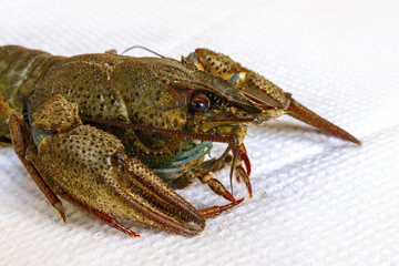 Live river crayfish close-up. Do not insulate.