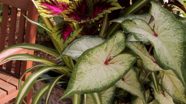 A pan of caladiums and coleus in a container near a park bench in spring 