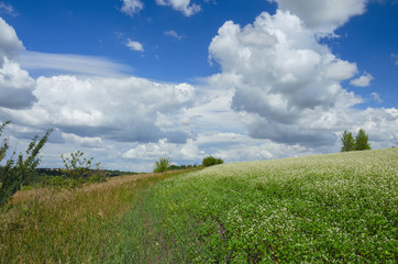 Fototapeta na wymiar Sunny summer landscape with blooming buckwheat field and beutiful clouds in blue sky.