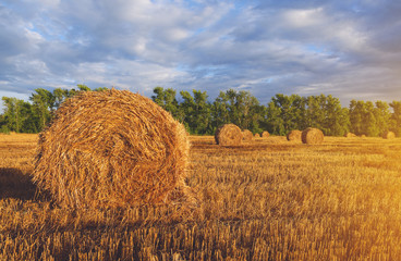 Hay bales on the field after harvesting illuminated by the warm light of setting sun.