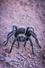 red spider tarantula