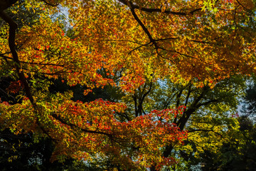 Japanese maple and autumn leaves.The shooting location is  Tokyo, Japan.