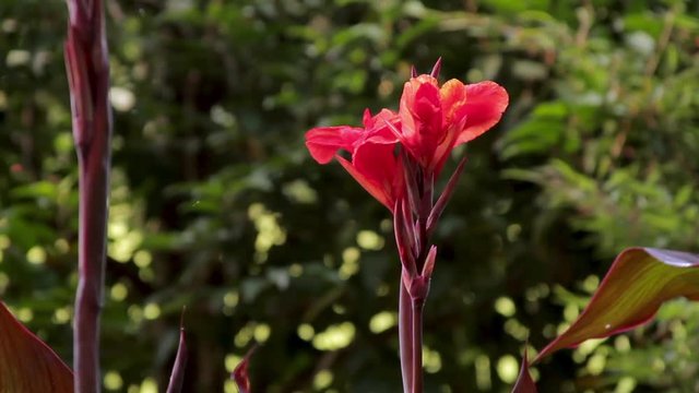 A tilt up on a tall orange Canna Lily in bright sunshine