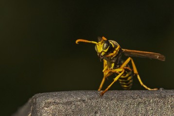 eine  Wespe sitzt auf einem Stein