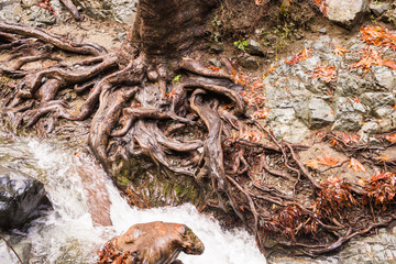 Autumn landscape nature in Troodos mountains, Cyprus