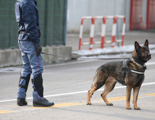 police dog with policeman during a riot in the city