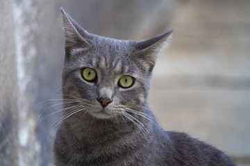 Awesome cute isolated grey cat portrait on street