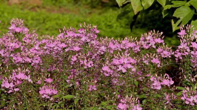 A field full of Pink Cleome, also know as a Spider Flower waving in the breeze.