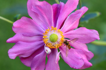 syrphid on the japanese anemone