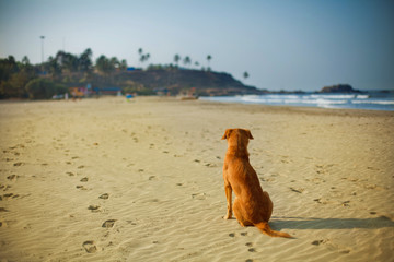 Dog sits on a sunny sand beach.