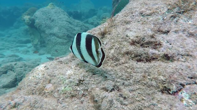 Butterflyfish swimming in Guadeloupe