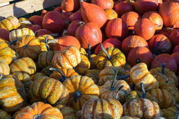 Bunte Kürbisse auf einemHaufen im Herbst