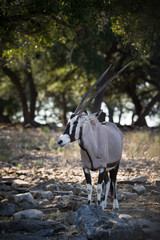 Portrait of an adult specimen of Gemsbok (Oryx gazela) stands on the rocks in the shade of green...