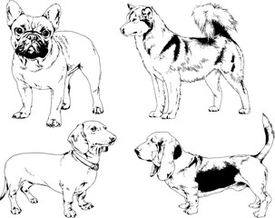 vector drawings sketches pedigree dogs in the racks drawn in ink by hand , objects with no background - obrazy, fototapety, plakaty