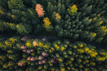 Obraz premium First autumn colors of the forest in the sunset light. Romanian landscape, road in a forest. 