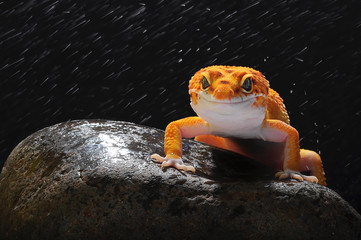 gecko, leopard lizard gecko,
