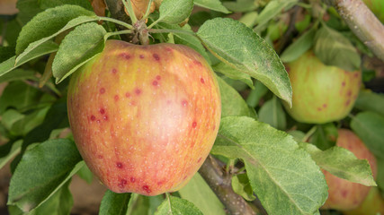 Disease of leaves and vines of apples close-up of damage to rot and parasites. The concept of...