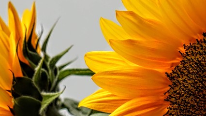 Sunflower paradise