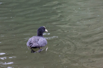 Bird in water