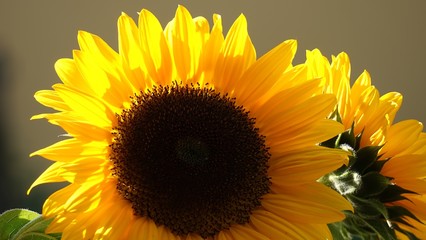Obraz premium Sunflower paradise
