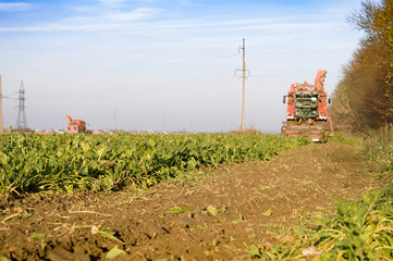 harvesting of sugar beets