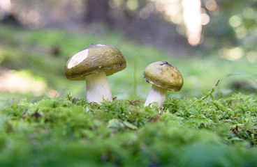 mushrooms
