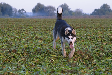 siberian husky