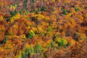 a forest is colored in autumn