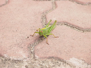 grasshopper on rock