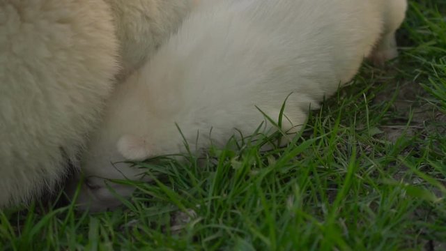 little husky puppy