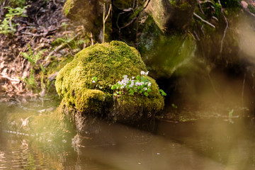 Flowers on a rock