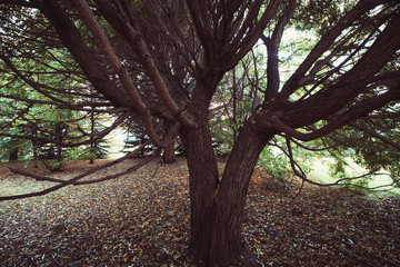 old big tree in park, brown toned, autumn