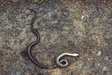 dead poisonous snake on the road in the forest