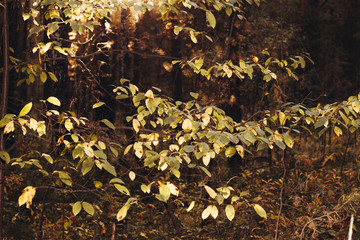 autumn forest trees yellow foliage