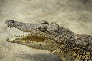 Young Crocodile lying with jaws open in Crocodile Park, Uganda	