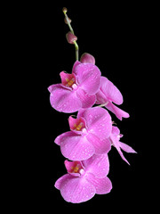 one branch orchid