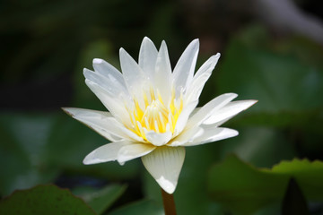 White Lotus Flower