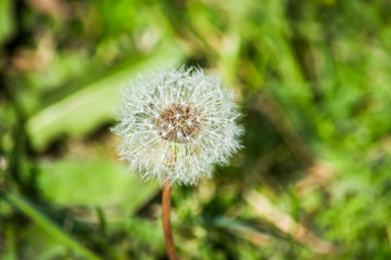 White dandelion on a blurred green background