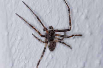 Grosse Spinne an Hauswand im Herbst