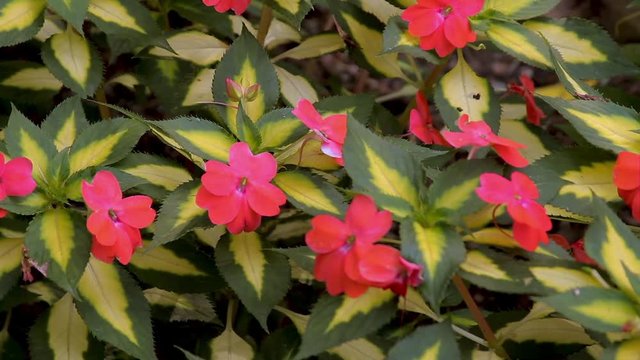 Pink Impatiens in a light breeze in early spring