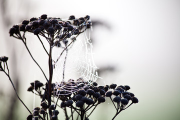 Pflanze mit Spinnennetz