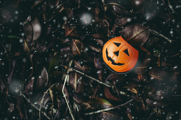 Jack O’ Lanterns orange pumpkin with eyes and smiles placed on a black background, Halloween holiday.