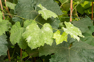 Disease of leaves and vines of a grape close up of defeat of rot and parasites. The concept of protecting the industrial plant of grapes