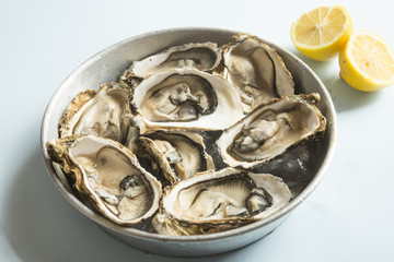 Oyster fresh  gourmet