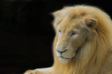 Close up lion with black background.