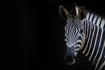 Fotobehang Zebra Zebrakop met zwarte achtergrond
