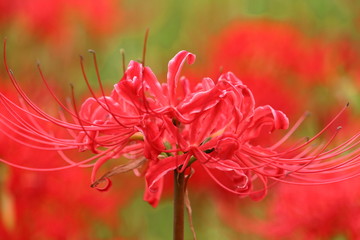 鮮紅色の彼岸花