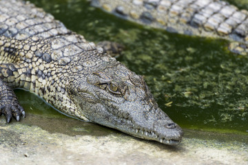 Obraz premium Young Crocodile resting in water in Crocodile Park, Uganda 