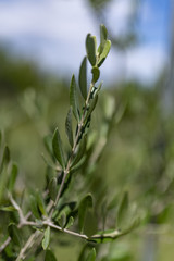Rametto di ulivo, foglioline e cielo sullo sfondo, agricoltura biologica